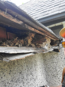 hamilton rotted fascia wood 2