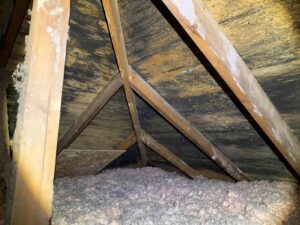attic mold